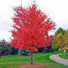25 Scarlet CAROLINA RED MAPLE Tree Acer Rubrum Seeds