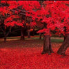 25 Scarlet CAROLINA RED MAPLE Tree Acer Rubrum Seeds
