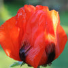 100 RED TULIP POPPY Papaver Glaucum Flower Seeds