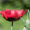 100 RED TULIP POPPY Papaver Glaucum Flower Seeds