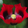 100 RED TULIP POPPY Papaver Glaucum Flower Seeds