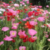 2000 MIXED Colors SHIRLEY POPPY ( aka Corn / Field / Flanders ) Papaver Rhoeas Flower Seeds