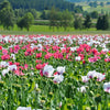 2000 MIXED Colors SHIRLEY POPPY ( aka Corn / Field / Flanders ) Papaver Rhoeas Flower Seeds
