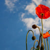 2000 MIXED Colors SHIRLEY POPPY ( aka Corn / Field / Flanders ) Papaver Rhoeas Flower Seeds