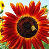 100 AUTUMN BEAUTY SUNFLOWER Helianthus Annuus Flower Seeds