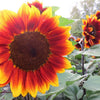 100 AUTUMN BEAUTY SUNFLOWER Helianthus Annuus Flower Seeds