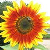 100 AUTUMN BEAUTY SUNFLOWER Helianthus Annuus Flower Seeds