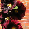 25 BURGUNDY RED HOLLYHOCK Alcea Rosea Flower Seeds Perennial
