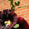 25 BURGUNDY RED HOLLYHOCK Alcea Rosea Flower Seeds Perennial