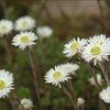 100 WHITE DOUBLE STRAWFLOWER Helichrysum Monstrosum Flower Seeds