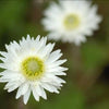 100 WHITE DOUBLE STRAWFLOWER Helichrysum Monstrosum Flower Seeds