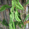 50 BABY LIMA BEAN Phaseolus Lunatus Vegetable Seeds
