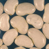 50 BABY LIMA BEAN Phaseolus Lunatus Vegetable Seeds