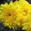 500 YELLOW CHRYSANTHEMUM Flower Seeds