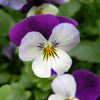 100 JOHNNY JUMP UP Violet Viola Tricolor Flower Seeds