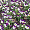 100 JOHNNY JUMP UP Violet Viola Tricolor Flower Seeds