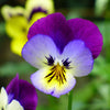 50 Dark JOHNNY JUMP UP Violet Viola Tricolor Flower Seeds