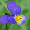 50 Dark JOHNNY JUMP UP Violet Viola Tricolor Flower Seeds