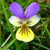 50 Light JOHNNY JUMP UP Viola Tricolor Violet Flower Seeds