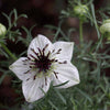 150 NIGELLA Sativa BLACK CUMIN Spice Black Caraway Fennel Flower Herb Seeds