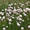 25 TAWNY COTTONGRASS Flower Seeds Eriophorum Virginicum Hare's Tail Cotton Grass Seeds
