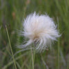 25 TAWNY COTTONGRASS Flower Seeds Eriophorum Virginicum Hare's Tail Cotton Grass Seeds