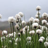 25 TAWNY COTTONGRASS Flower Seeds Eriophorum Virginicum Hare's Tail Cotton Grass Seeds