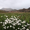 25 TAWNY COTTONGRASS Flower Seeds Eriophorum Virginicum Hare's Tail Cotton Grass Seeds