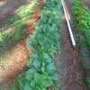 1500 MORRIS HEADING COLLARDS Collard Green Brassica Oleracea Vegetable Seeds