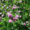 1500 RED CLOVER Monarchs Trifolium Pratense Rose Mauve Flower Ground Cover Seeds