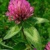 1500 RED CLOVER Monarchs Trifolium Pratense Rose Mauve Flower Ground Cover Seeds