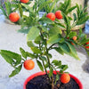 25 JERUSALEM CHERRY Madeira Winter Solanum Pseudocapsicum Flower Seeds