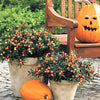25 JERUSALEM CHERRY Madeira Winter Solanum Pseudocapsicum Flower Seeds