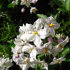 25 JERUSALEM CHERRY Madeira Winter Solanum Pseudocapsicum Flower Seeds