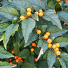 25 JERUSALEM CHERRY Madeira Winter Solanum Pseudocapsicum Flower Seeds