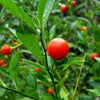 25 JERUSALEM CHERRY Madeira Winter Solanum Pseudocapsicum Flower Seeds