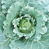 500 COPENHAGEN MARKET Early CABBAGE Heirloom Brassica Oleracea Vegetable Seeds