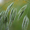 100 PRAIRIE BROME Arctic Brome Ornamental Grass Bromus Kalmii Seeds