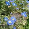 25 BLUE CHILEAN BELLFLOWER Nolana Paradoxa Succulent Ground Cover Flower Seeds