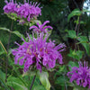 25 BEE BALM MIX Lemon Hummingbird Mint Monarda Didyma Mixed Colors Scarlet, Red, Pink, Purple, Spotted, & Salmon Flower Seeds