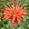 25 BEE BALM MIX Lemon Hummingbird Mint Monarda Didyma Mixed Colors Scarlet, Red, Pink, Purple, Spotted, & Salmon Flower Seeds