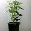 200 MOZZARELLA BASIL Sweet Italian Heirloom Ocimum Basilicum Herb Flower Seeds