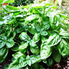 200 MOZZARELLA BASIL Sweet Italian Heirloom Ocimum Basilicum Herb Flower Seeds