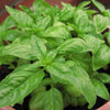 200 MOZZARELLA BASIL Sweet Italian Heirloom Ocimum Basilicum Herb Flower Seeds