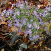 100 HEART LEAVED ASTER Cordifolius Blue Wood Aster Flower Seeds