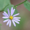 100 HEART LEAVED ASTER Cordifolius Blue Wood Aster Flower Seeds