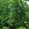 10 HEDGE APPLE Osage Orange Horse Apple Monkey Ball Maclura Pomifera Tree Seeds