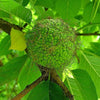 10 HEDGE APPLE Osage Orange Horse Apple Monkey Ball Maclura Pomifera Tree Seeds