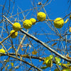 10 HEDGE APPLE Osage Orange Horse Apple Monkey Ball Maclura Pomifera Tree Seeds