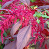 250 BURGUNDY AMARANTHUS Hypochondriacus Amaranth Grain Vegetable Flower Seeds